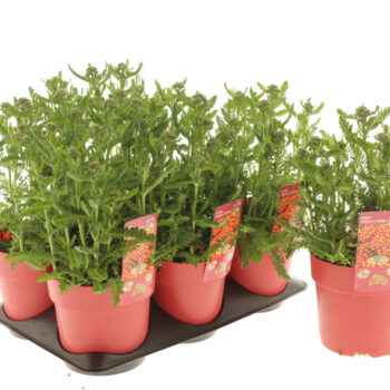 Achillea Milly Rock Red