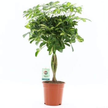 Schefflera arboricola 'Gold Capella'