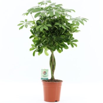 Schefflera arboricola 'Nora'