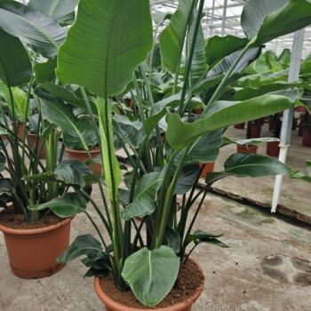 Strelitzia nicolai