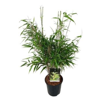 Fargesia rufa