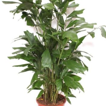 Caryota mitis