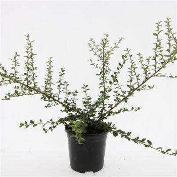 Cotoneaster suec. 'Coral Beauty'
