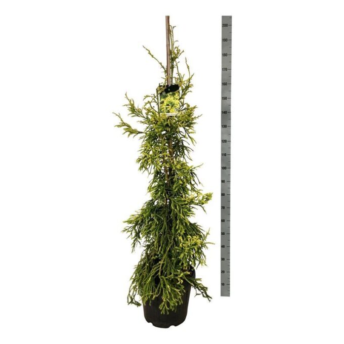 Cryptomeria j. 'Kyara Gold'