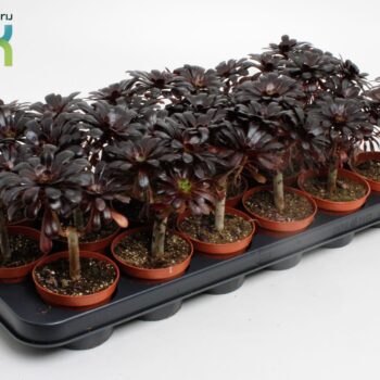 Aeonium Nigrum