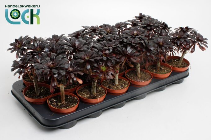 Aeonium Nigrum