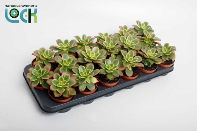 Aeonium Tricolor ('Kiwi')