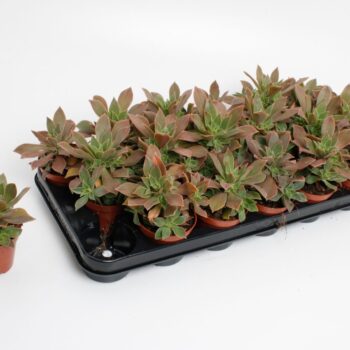 Aeonium Green