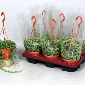 Senecio Rowleyanus