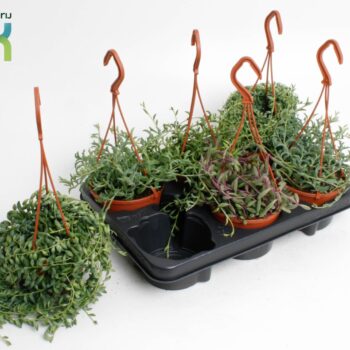 Senecio Mix
