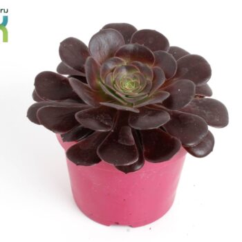 Aeonium Nigrum
