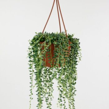 Senecio Herreianus