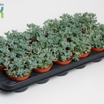 Sedum Comic Tom