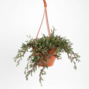 Senecio Royal Flush
