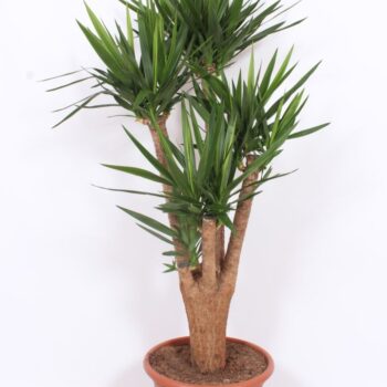 Yucca Elephantipes
