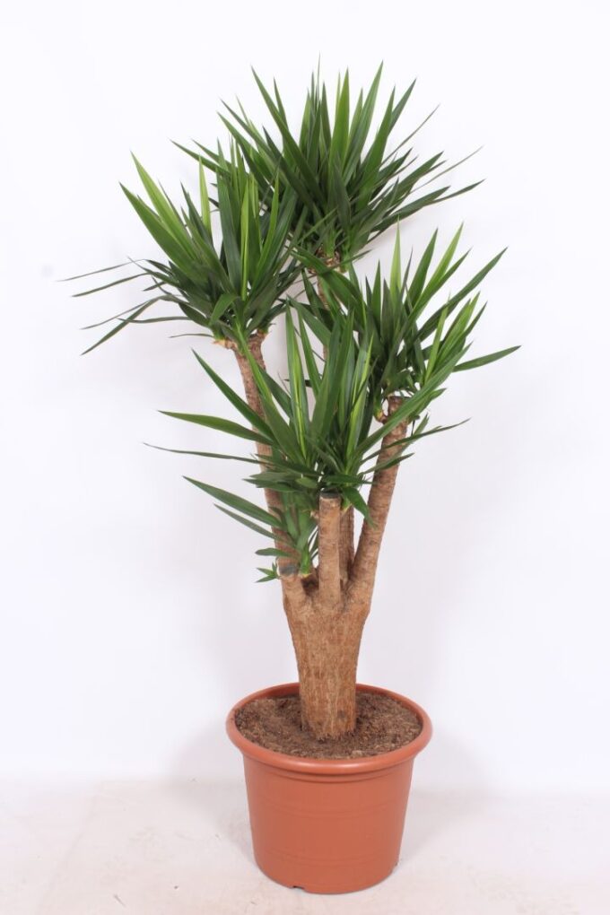 Yucca Elephantipes