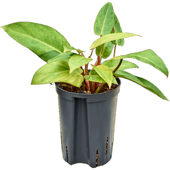 Philodendron 'Painted lady'