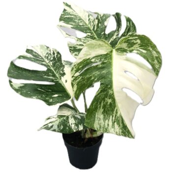 Monstera Variagata
