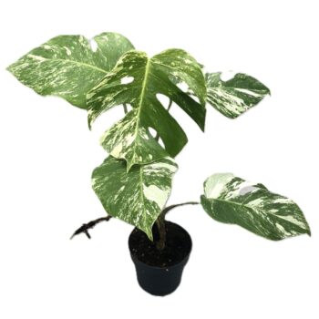 Monstera Variegata