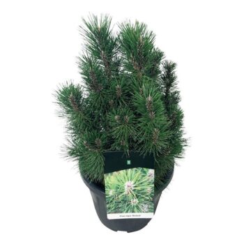 Pinus nigra 'Richard'