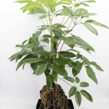 Lova XXL - Schefflera Amate