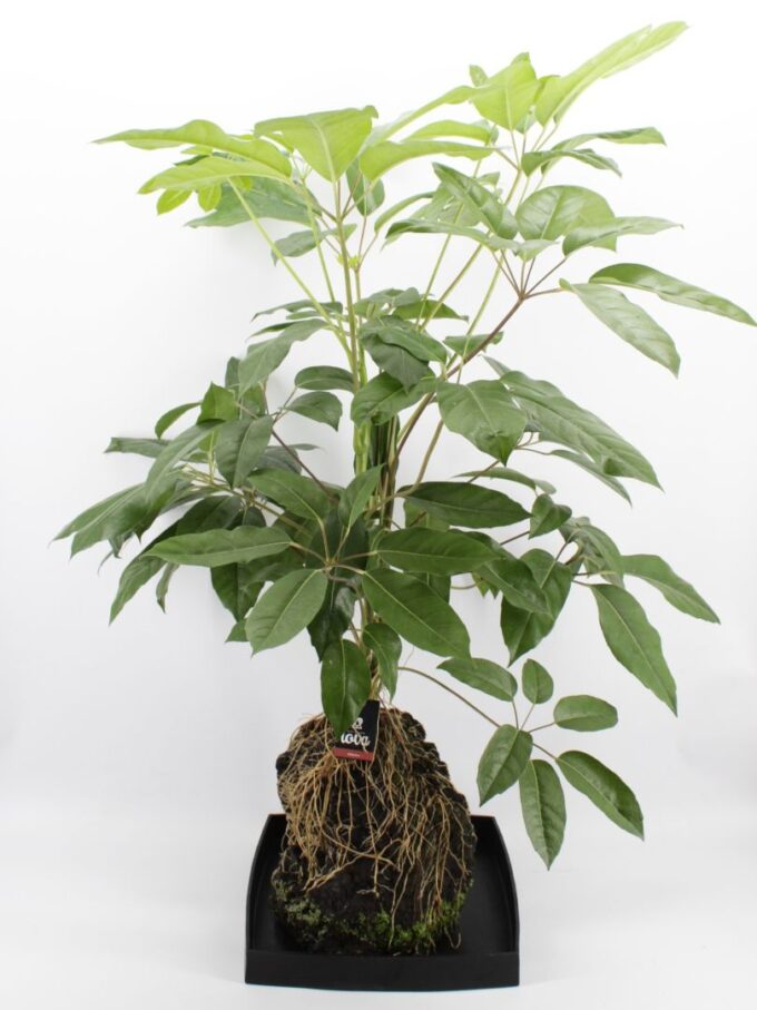 Lova XXL - Schefflera Amate