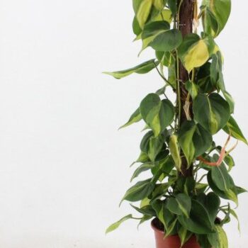 Philodendron Brasil