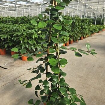 Ficus Trinova