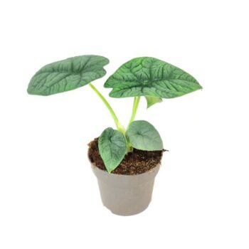 Alocasia Melo