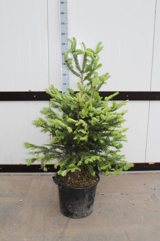 Abies Nordmanniana in pot