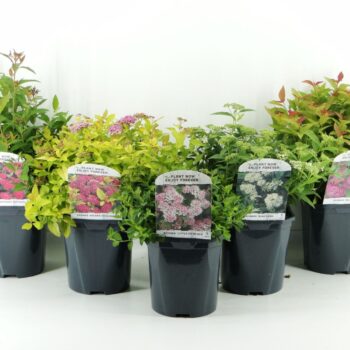 Spiraea japonica mix