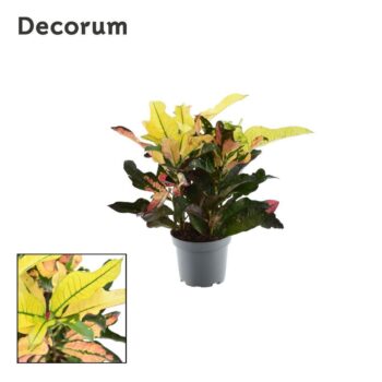 Croton Wilma