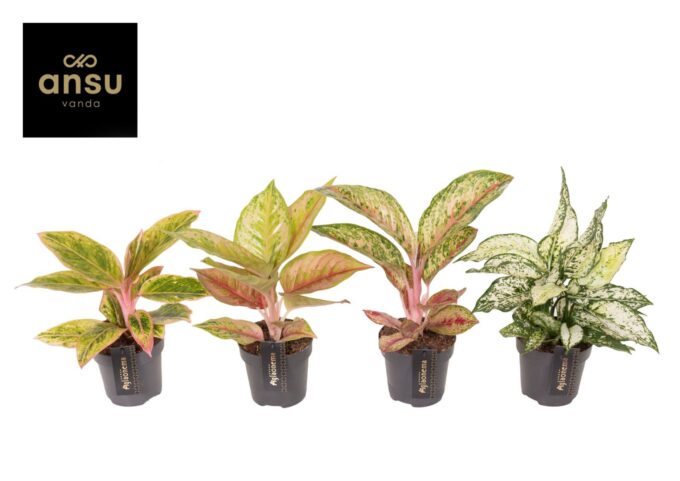 Aglaonema Exclusive mix