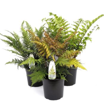 Fern mix exterior