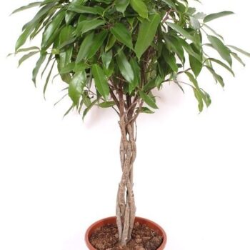 Ficus Amstel King