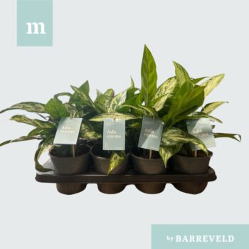 Aglaonema Mix (per tray)