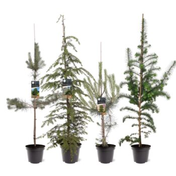 Treedles mix