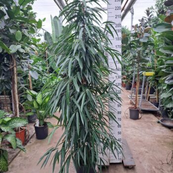 ficus alii