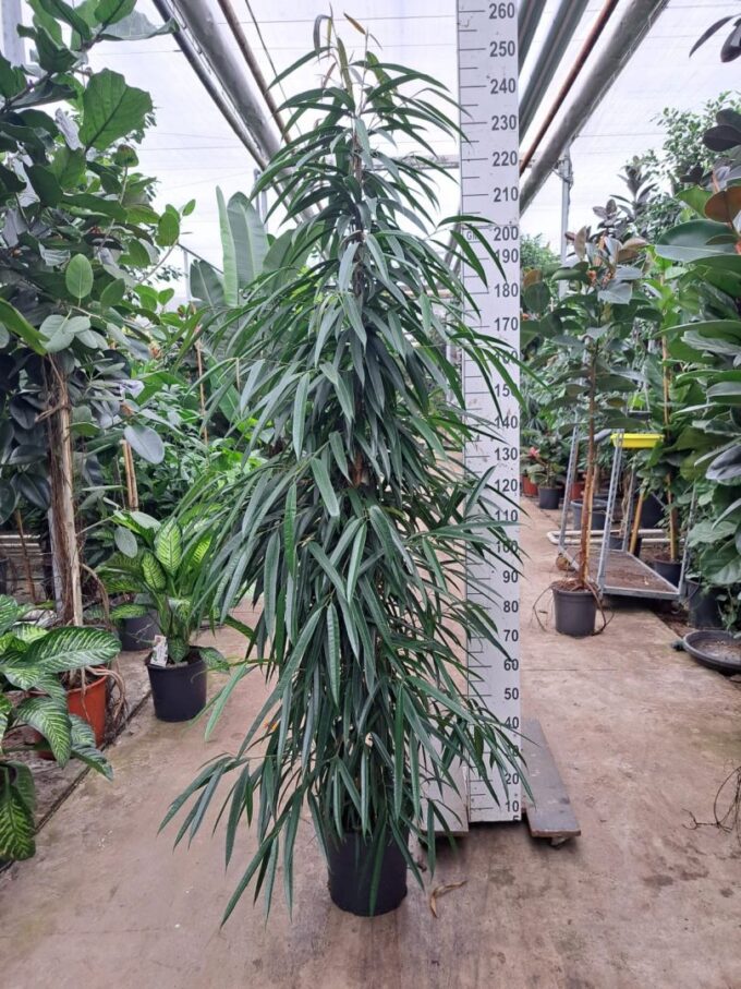 ficus alii