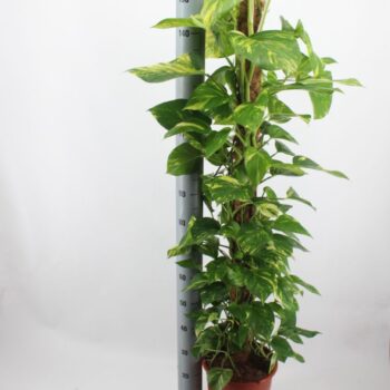 Epipremnum Aureum