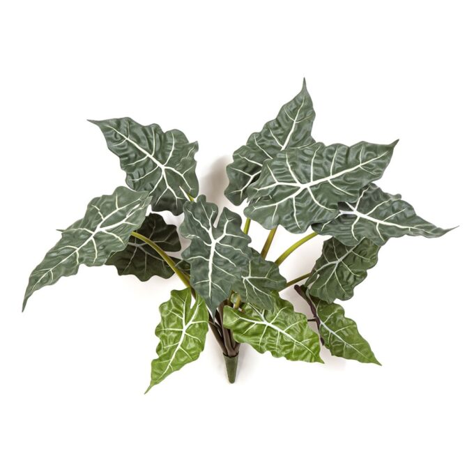 Alocasia bush x 12