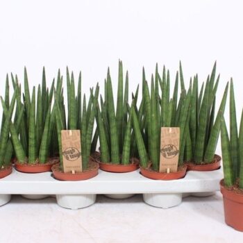 Sansevieria Tough Guy Mikado