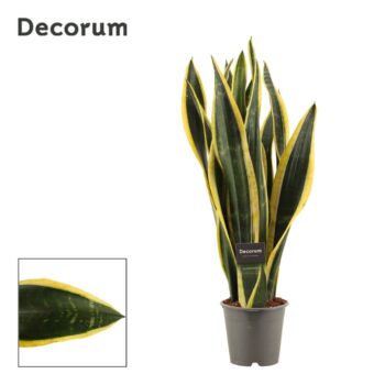 Sansevieria Black Gold