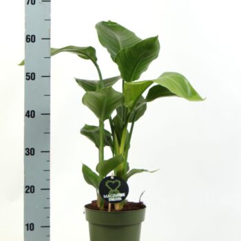Strelitzia Nicolai