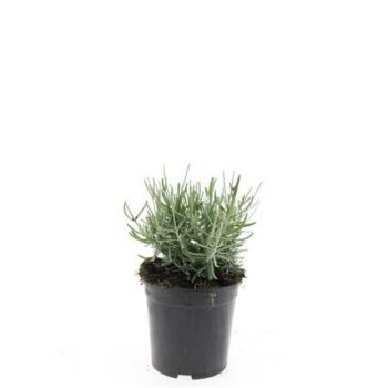 Lavandula ang. 'Hidcote'