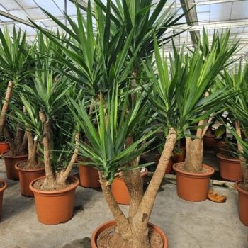 Yucca elephantipes