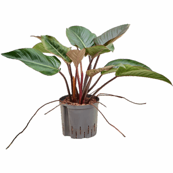 Philodendron 'Red beauty'