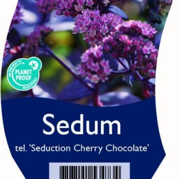 Sedum tel. 'Seduction Cherry Chocolate'