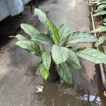 Aglaonema Freedman