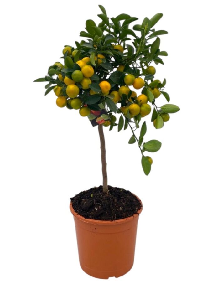 Citrus Calamondin "op stam"